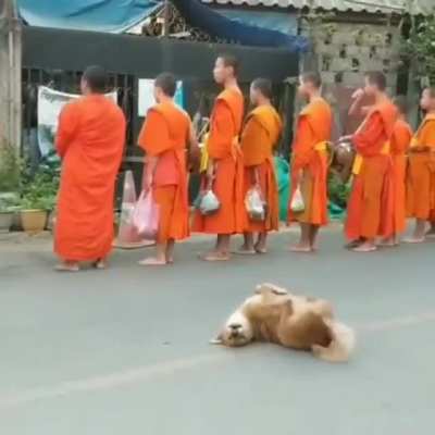 woof_irl