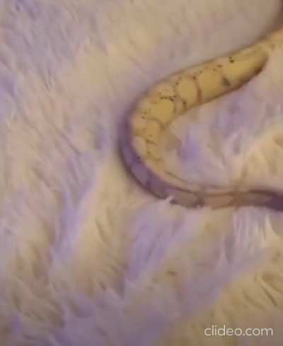 “Why aren’t I going anywhere?!” -the snake, probably.