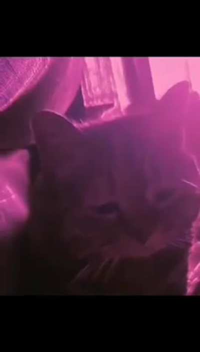 me ow