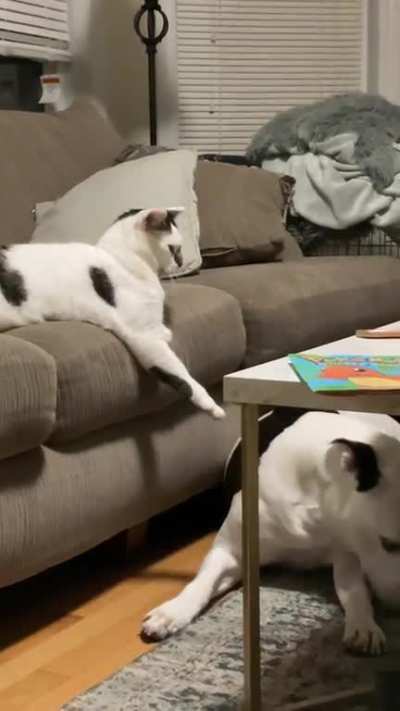 Cat commands dog to lie down