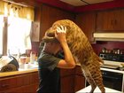 Bobcat after a boy saved him from a fire (not my clip btw)