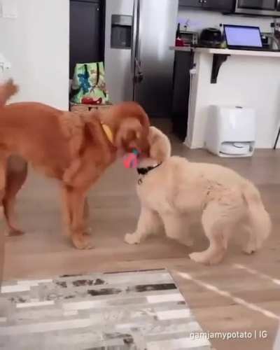 She’s born to be a good golden sister