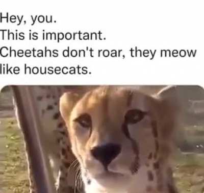 hoh nice