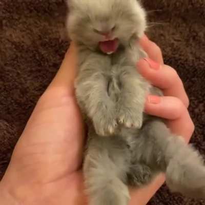 BIG yawn 💤