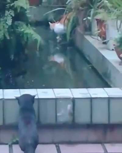 Little jerk