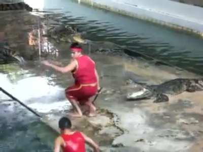Accident at a crocodile show