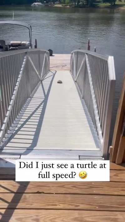 Turtle’s being training for his next race with the rabbit.