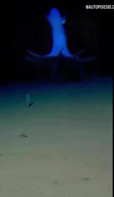 🔥🔥footage of a vampire squid drifting over the ocean floor in total darkness