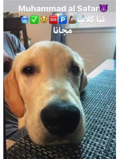 phophecies of neega dog الجنس الحر الحلال 🐷🐷❌🐔🐔<wbr>✅✅
