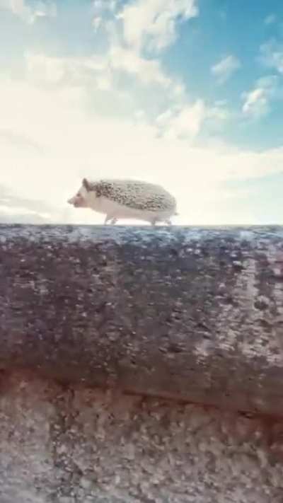 His Hedgehog people need him!