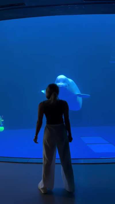 Take a spin infront of Beluga
