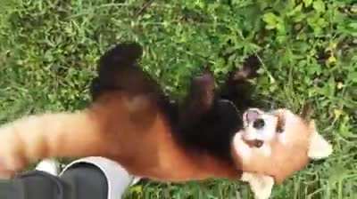Red panda wants attention