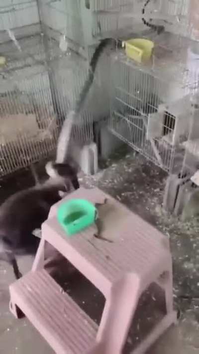 Dog saves bird from a snake