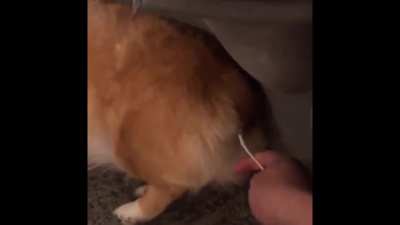 Poor doggo