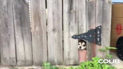 Beware of DOG