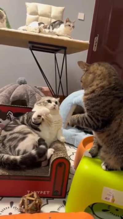 Cats 5