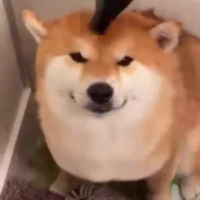 Dog gets fade