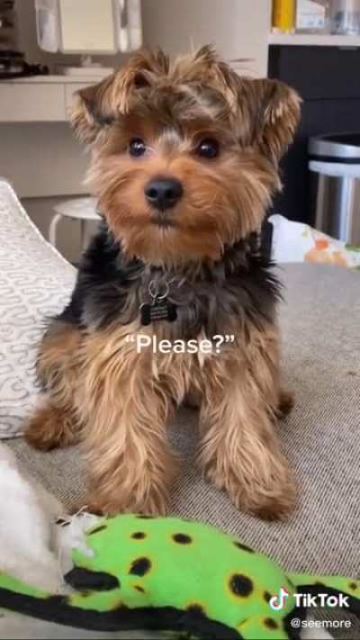 Doggolingo