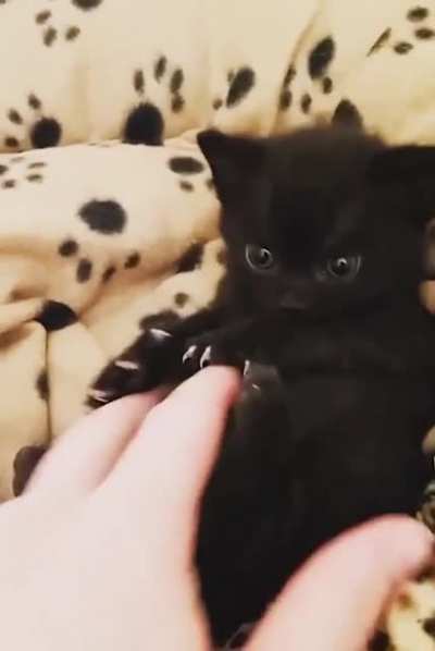 Murder mittens
