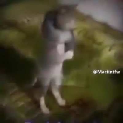 Link pls