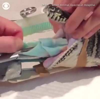A beach towel gets pulled out from a snake