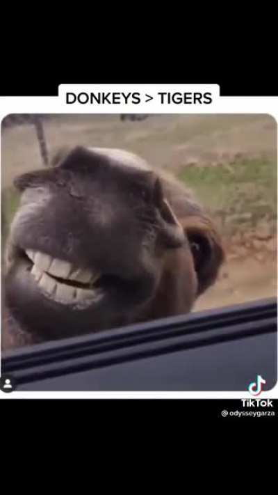 Donkey