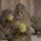 tiny monkeys eating grapes