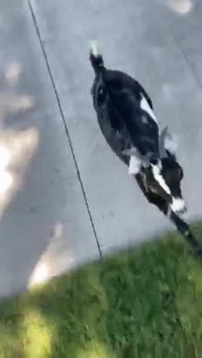 Everyone Is Brave Til They Have To Fight A Goat