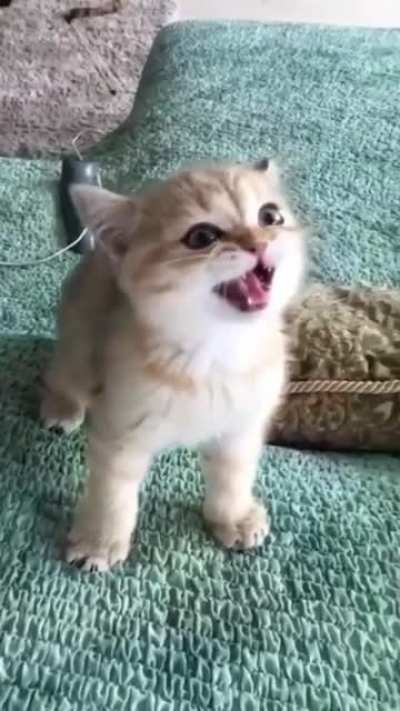 Little lion