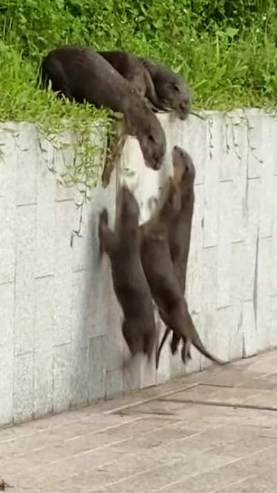 🔥 Group of otters using teamwork to scale a wall 🔥