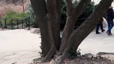 Guys, I just found Heisenberg at central park WTF?!