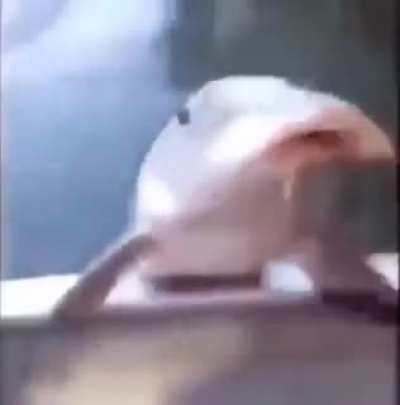 Watchu know abou-