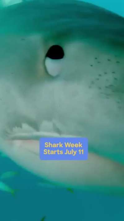 Discovery channel's promotion for Shark Week 2021