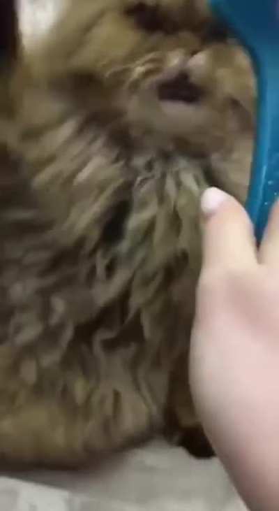 I said no brushing!
