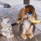 Golden Snub Nosed Monkey