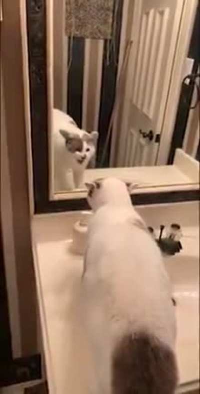 Aqui podemos apreciar a un gato medio weon