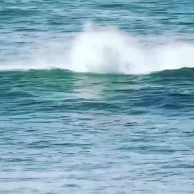 Just trying to paddle surf, but the dolphin mafia arrive