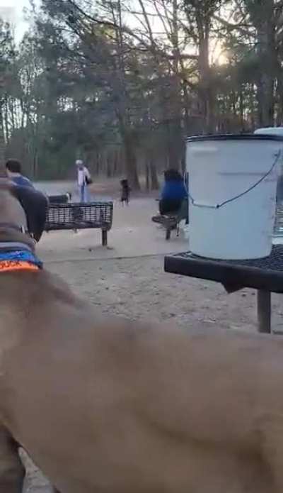 Karen at my dog park