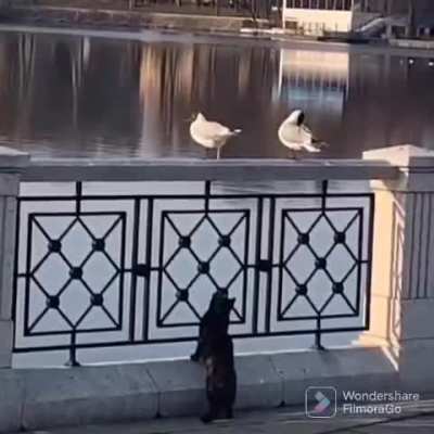 Stalking seagulls