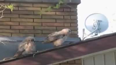In bird culture this is considered a 