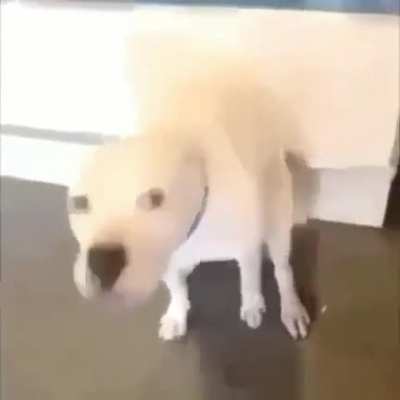 Perro