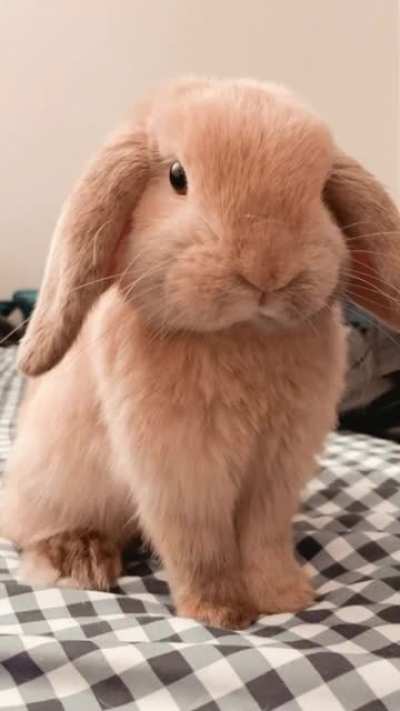 My Handsome Boy Hershey 🥰