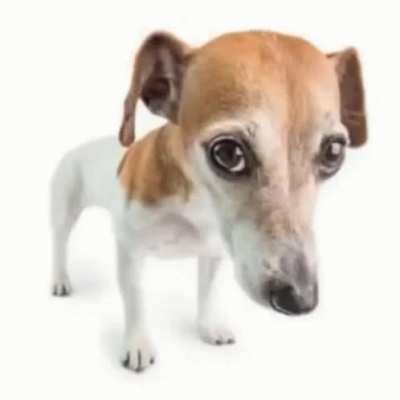 I just adopted this dog how should I name it??