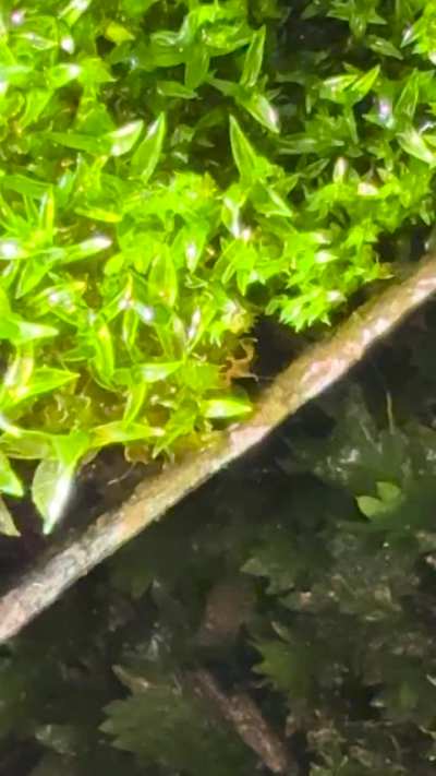 How to deal with mites?