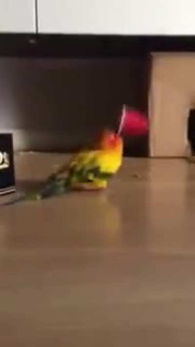 Parrot Vibrates Frantically While Holding Plastic Cup