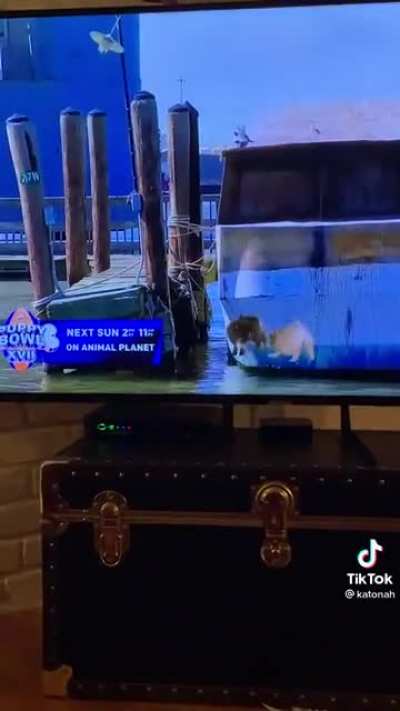 Not the pups!