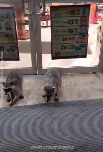 These Trash Pandas begging at a gas station is the best thing I've seen all week.
