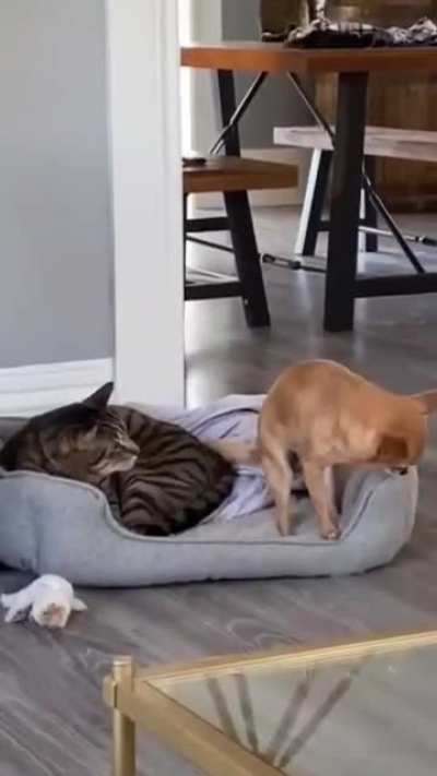 Just let me carefully get on to the bed, I don't want any trouble.