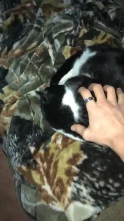 To scare the cat