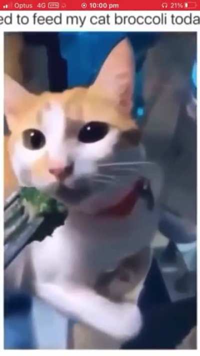 What a cute cat